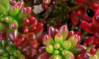 虹之玉夏天可以暴晒吗（虹之玉怎么过夏天）