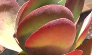 唐印叶片干枯卷曲怎么回事（唐印叶片摊开不收拢是怎么了）