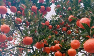 地栽桔子树冬天怕冻吗（盆栽桔子树冬天怕冻吗）