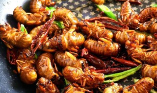 椒盐知了猴的做法（知了猴炒辣椒）