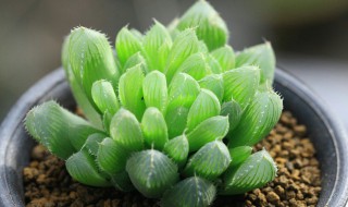 草玉露的繁殖方法 草玉露怎么繁殖