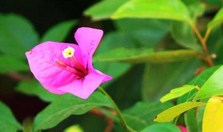 光叶子花怎么繁殖（光叶子花能插活吗）