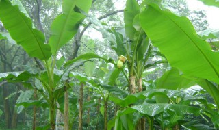 芭蕉树怎么栽种（芭蕉树栽种禁忌）