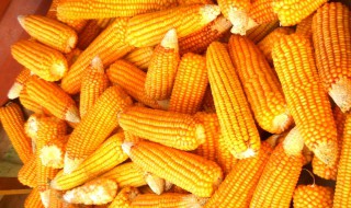 幼儿园剥玉米的正确方法（幼儿园剥玉米的正确方法教案）