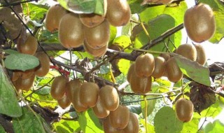 猕猴桃树零下20度能冻死吗（猕猴桃树零下多少度会冻坏）