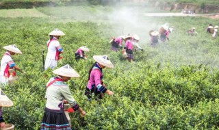 莓茶是什么 莓茶是什么茶