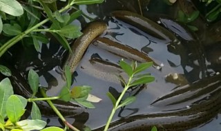 怎么养殖黄鳝（怎么养殖黄鳝?）