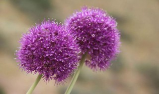 大花葱的种子和球根什么区别（大花葱是球根花卉吗）