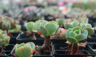 玉蝶的养殖方法和注意事项有哪些（玉蝴蝶的养殖方法）