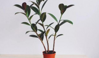 不怕冻不用打理的绿植（冻不死的室内绿植）