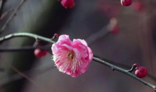 梅花的介绍以及特点 梅花的特点和精神