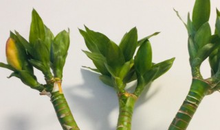 龙竹杆子萎缩有救吗（水养龙竹杆萎缩怎么办）