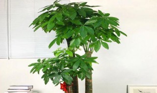 发财树怎么挑选（发财树三大忌讳）