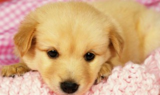 金毛幼犬颜色怎么挑选（金毛幼犬颜色怎么挑选图片）