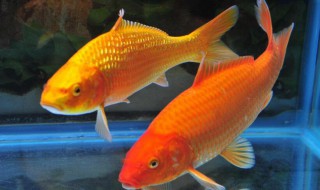 怎么挑选龙凤锦鲤（龙凤锦鲤好吗）