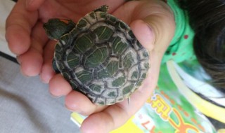 买巴西龟怎么挑选 买巴西龟怎么挑选好的