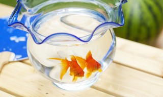 秋翠锦鲤怎么挑选 秋翠锦鲤怎么挑选好的