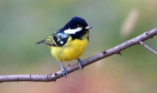 黄腹山雀怎么挑选 黄腹山雀怎么挑选最好