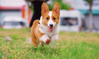 狗狗月经期护理 狗狗月经期护理措施