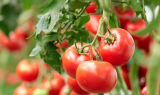 西红柿病虫害防治小妙招 西红柿病虫害防治小妙招视频