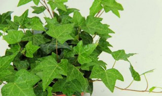 防止花盆生虫的小妙招 防止花盆生虫里面放什么好