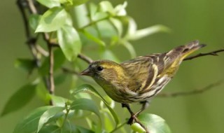 黄雀鸟怎么挑选（黄雀鸟怎么挑选品种）