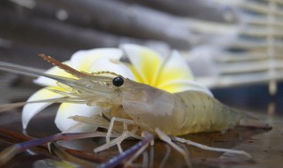 虾怎么做给小宝宝吃(虾怎么做给小宝宝吃最好)