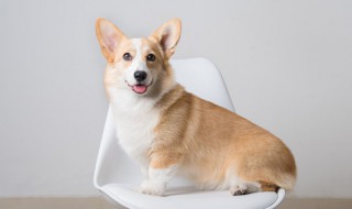 狗狗可以吃什么肉（泰迪狗狗可以吃什么肉）