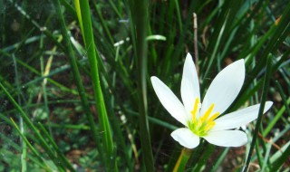 韭菜花如何保存（韭菜花如何保存不变老）