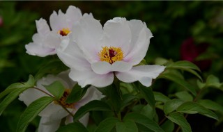 龙泉花怎么养殖 龙泉花好养吗