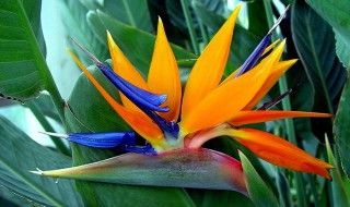 天堂鸟怎么水培养殖方法（天堂鸟植物可以水培吗）