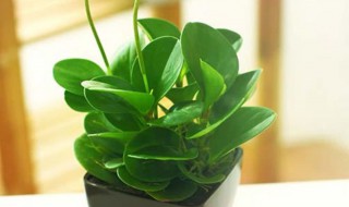 豆瓣怎么养殖方法（豆瓣怎么养殖方法视频）