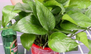 时来运转怎么浇水方法 时来运转浇水方法