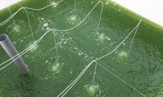 球藻怎么繁殖（球藻怎么繁殖过程）