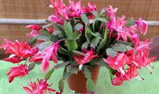 谢召兰花怎么养殖方法（谢召兰花怎么浇水）