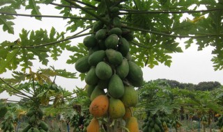 木瓜树怎么修剪方法(木瓜树如何修剪)