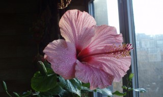 桑叶牡丹怎么养长的好（桑叶牡丹怎么养长的好）