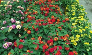 五色梅怎么过冬天 五色梅 冬天