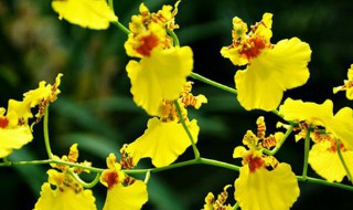 文心兰的繁殖方法 文心兰如何繁殖