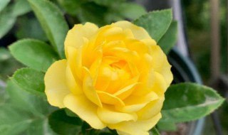 金丝雀月季的养殖方法（金丝雀月季的养殖方法图解）