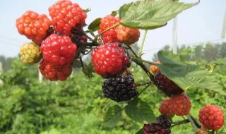 红树莓的繁殖方法 红树莓的繁殖方法和过程
