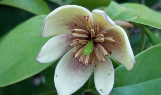 含笑花的繁殖方法（含笑花的繁殖方法和技巧）