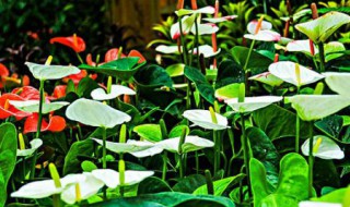 白掌花的养殖方法和注意事项（白掌花怎么养殖方法）