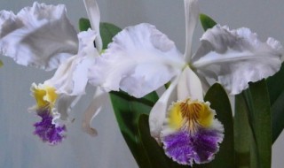 卡特兰的繁殖方法 卡特兰的繁殖方法有哪些