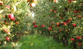 李子树修剪时间和方法（李子树修剪时间和方法图片）