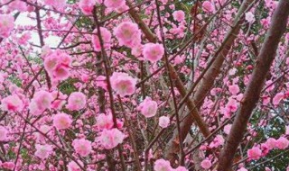 美人梅的繁殖方法（美人梅怎么繁殖）