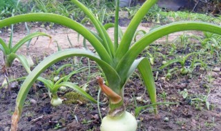 虎眼万年青的繁殖方法（虎眼万年青的繁殖方法视频）