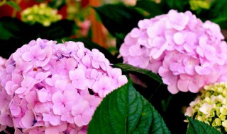 绣球花的繁殖方法 绣球花的养殖方法和注意事项