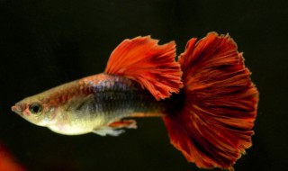 小凤尾鱼的养殖方法（小凤尾鱼的养殖方法和技术）