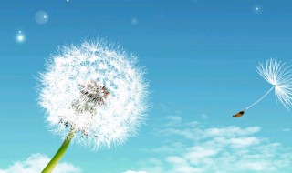 蒲公英的约定表达什么（蒲公英的约定表达什么情感）